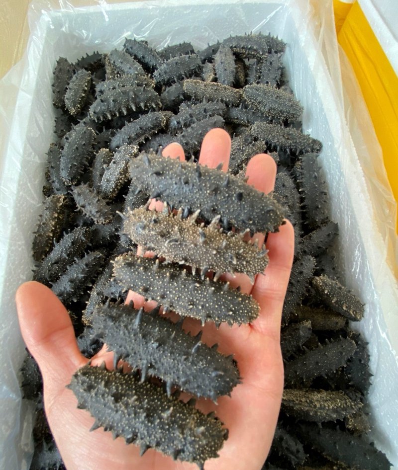 干货满满,大连吉祥天商贸带您领略海洋宝藏